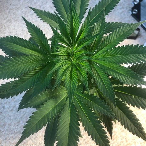 Northern Lights #2 (Trish) growlog timeline photo