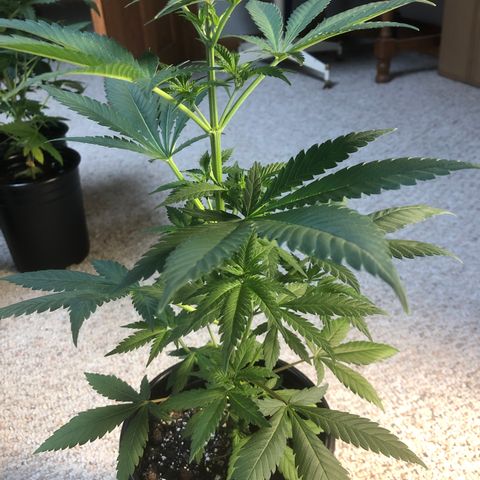 Northern Lights #2 (Trish) growlog timeline photo