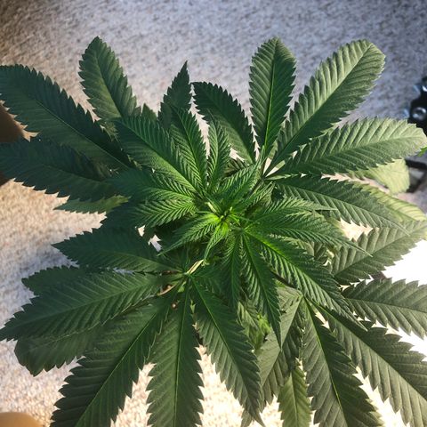 Blueberry #2 (Trish) growlog timeline photo