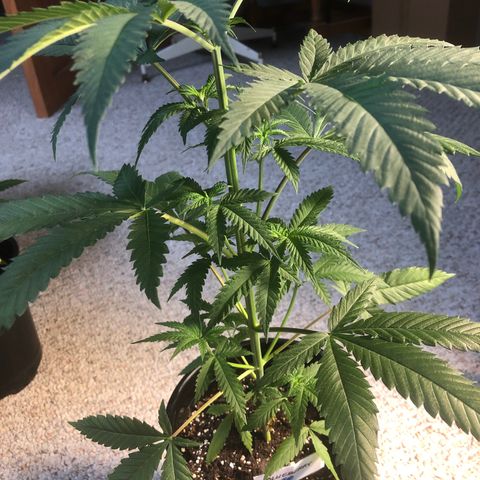 Blueberry #2 (Trish) growlog timeline photo