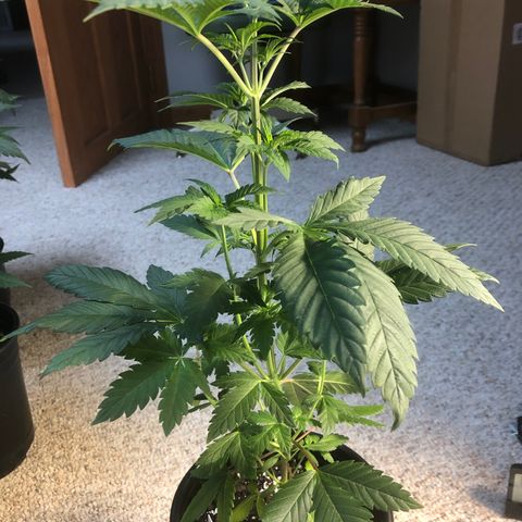 Purple Queen #2 (JSu) growlog timeline photo