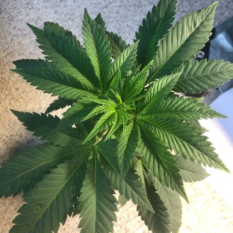 Purple Queen #2 (JSu) growlog timeline photo