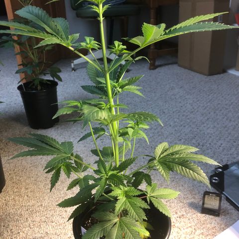 Northern Lights #3 growlog timeline photo