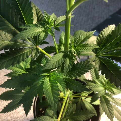 Northern Lights #3 growlog timeline photo