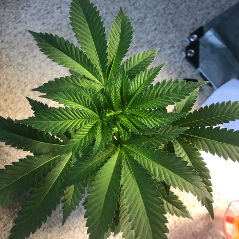 Northern Lights #3 growlog timeline photo