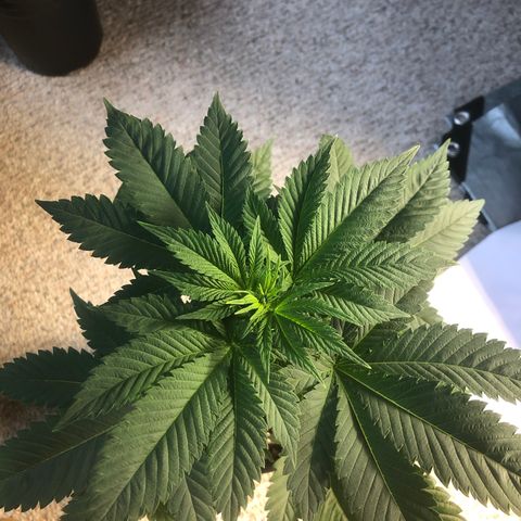 Bubba Kush #2 (JSu) growlog timeline photo