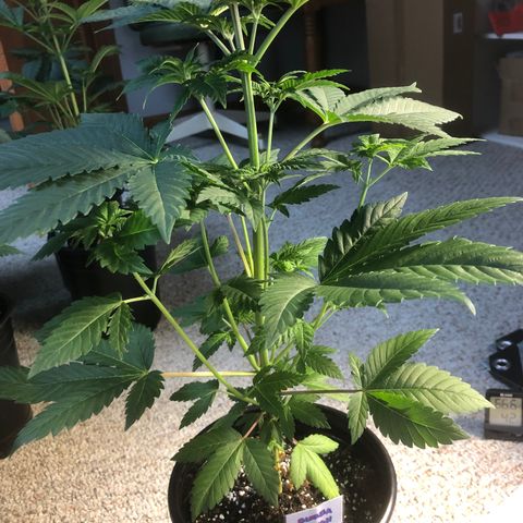 Bubba Kush #2 (JSu) growlog timeline photo