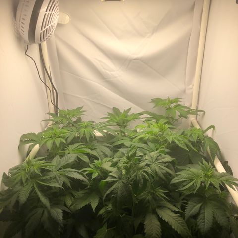 Bubba Kush #3 (Tim) growlog timeline photo