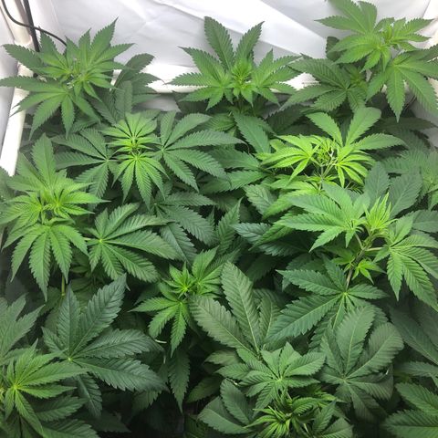 Bubba Kush #3 (Tim) growlog timeline photo