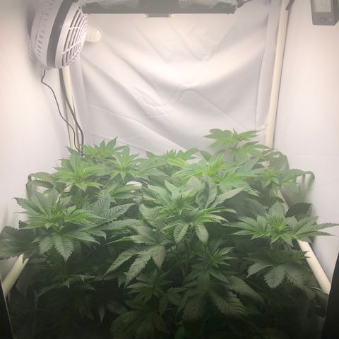 Bubba Kush #3 (Tim) growlog timeline photo