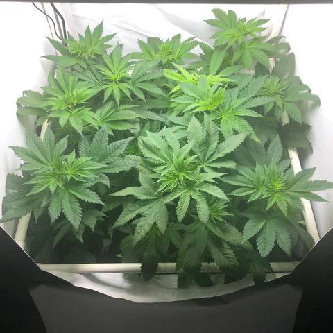 Bubba Kush #3 (Tim) growlog timeline photo