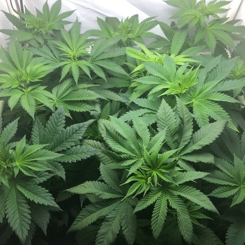 Bubba Kush #3 (Tim) growlog timeline photo