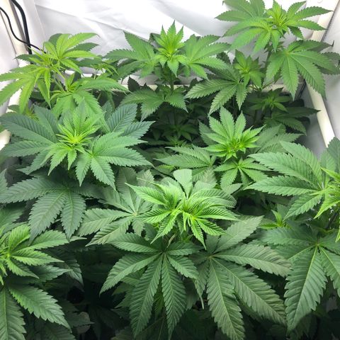 Bubba Kush #3 (Tim) growlog photo: Delivered Tim & Trish’s plants! Tent now contains (back to front):
BB1-NL1-NL3
BK2-WW1
PQ1-BK1-PQ2

Breathing room!!!