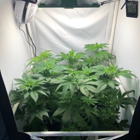 Bubba Kush #3 (Tim) growlog photo: Delivered Tim & Trish’s plants! Tent now contains (back to front):
BB1-NL1-NL3
BK2-WW1
PQ1-BK1-PQ2

Breathing room!!!