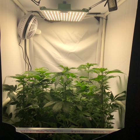 Bubba Kush #3 (Tim) growlog photo: Delivered Tim & Trish’s plants! Tent now contains (back to front):
BB1-NL1-NL3
BK2-WW1
PQ1-BK1-PQ2

Breathing room!!!