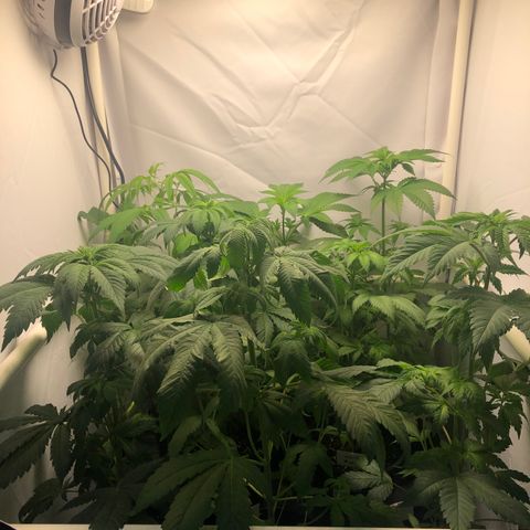Purple Queen #2 (JSu) growlog timeline photo