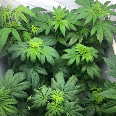Purple Queen #2 (JSu) growlog timeline photo