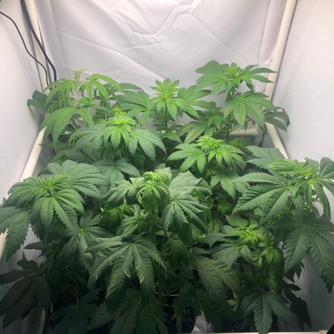 Purple Queen #2 (JSu) growlog timeline photo
