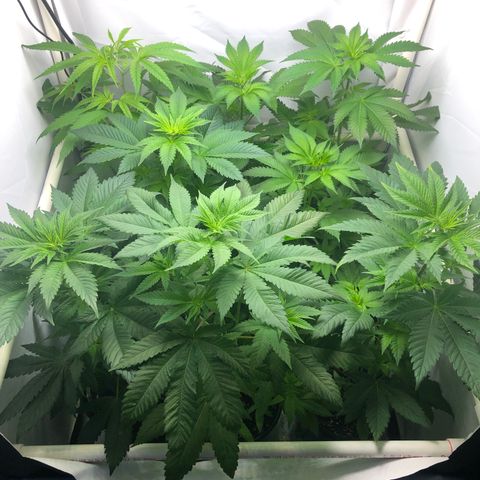 Purple Queen #2 (JSu) growlog photo: A  bit humid (70%) leaving the front tent flap open for a few hours today 