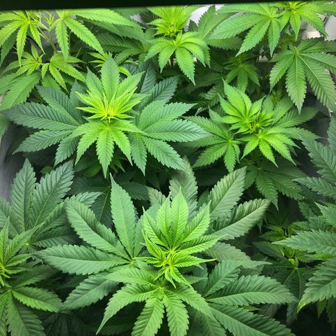 Purple Queen #2 (JSu) growlog photo: A  bit humid (70%) leaving the front tent flap open for a few hours today 