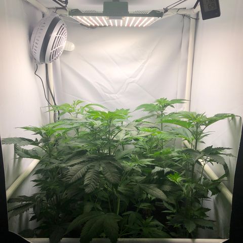 Purple Queen #2 (JSu) growlog photo: A  bit humid (70%) leaving the front tent flap open for a few hours today 