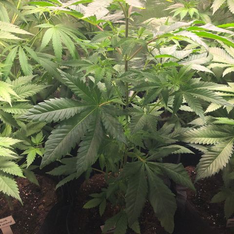 Purple Queen #2 (JSu) growlog timeline photo