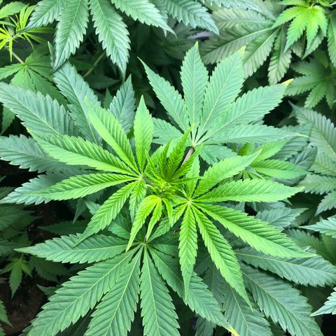 Purple Queen #2 (JSu) growlog timeline photo