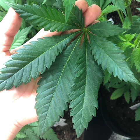 Purple Queen #2 (JSu) growlog timeline photo