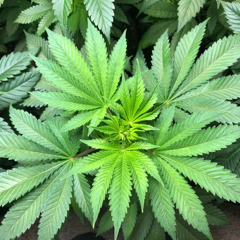 Northern Lights #3 growlog timeline photo