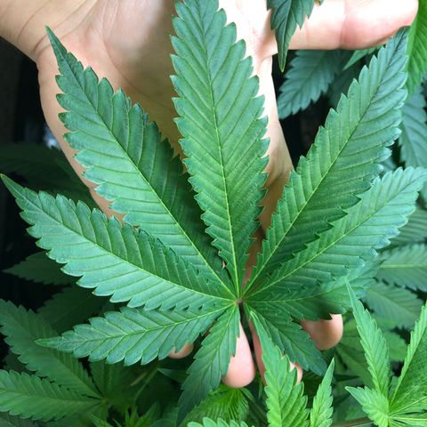 Northern Lights #3 growlog timeline photo