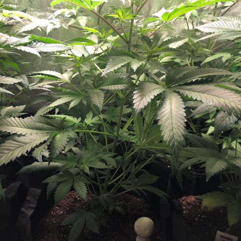 Northern Lights #3 growlog timeline photo