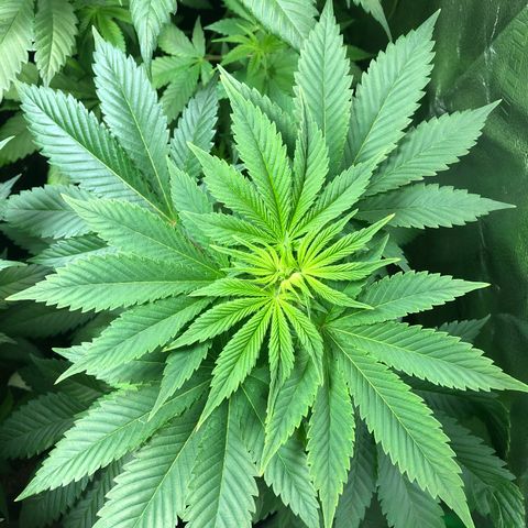 Bubba Kush #2 (JSu) growlog timeline photo