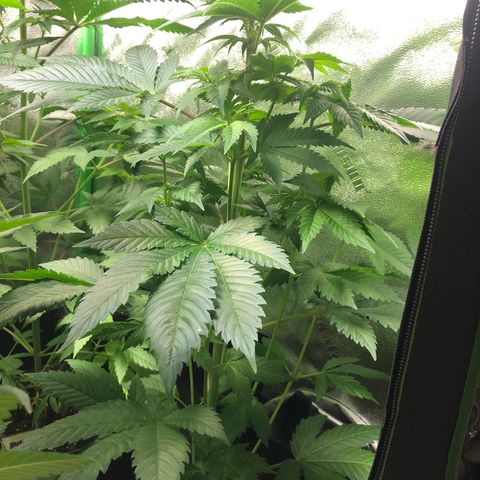 Bubba Kush #2 (JSu) growlog timeline photo
