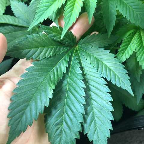 Bubba Kush #2 (JSu) growlog timeline photo