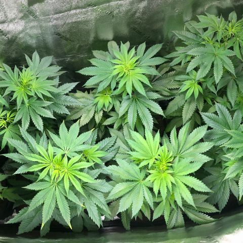 Purple Queen #2 (JSu) growlog timeline photo