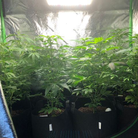 Purple Queen #2 (JSu) growlog timeline photo