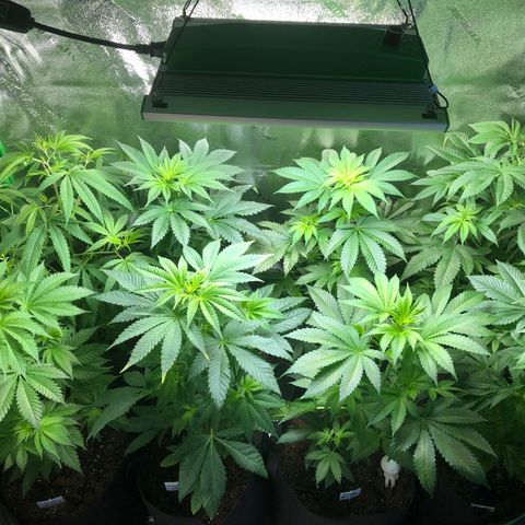 Purple Queen #2 (JSu) growlog timeline photo