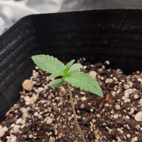 OG Kush growlog timeline photo