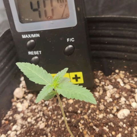 OG Kush growlog timeline photo