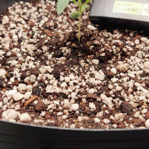 OG Kush growlog timeline photo