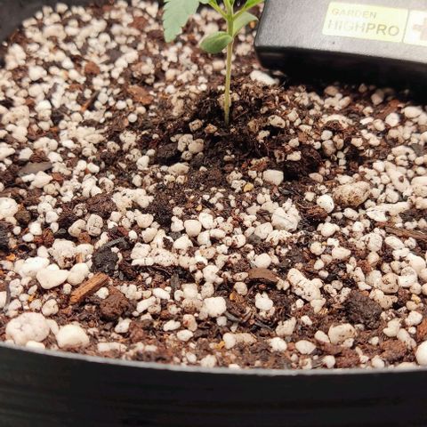 OG Kush growlog timeline photo