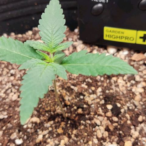 OG Kush growlog timeline photo