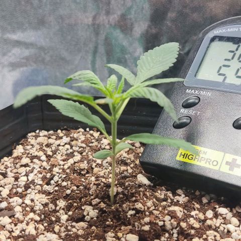 OG Kush growlog timeline photo