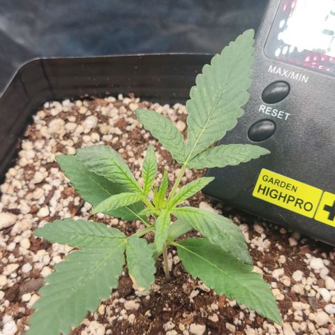 OG Kush growlog timeline photo