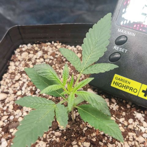OG Kush growlog timeline photo