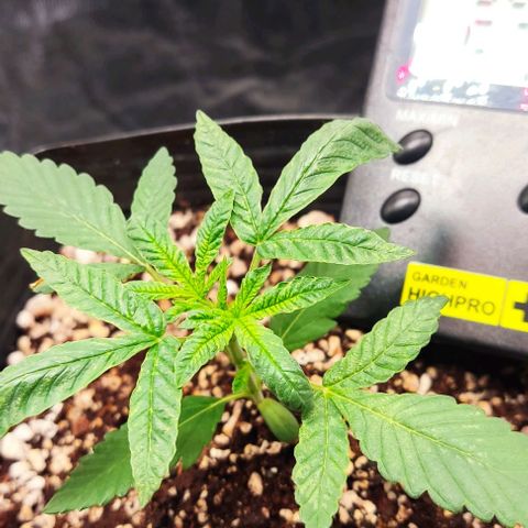 OG Kush growlog timeline photo