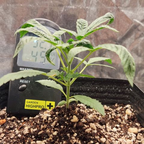 OG Kush growlog timeline photo
