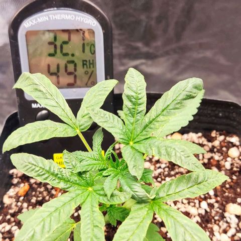 OG Kush growlog timeline photo