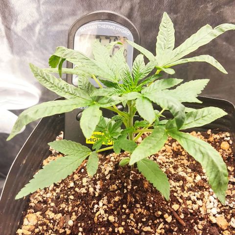 OG Kush growlog timeline photo