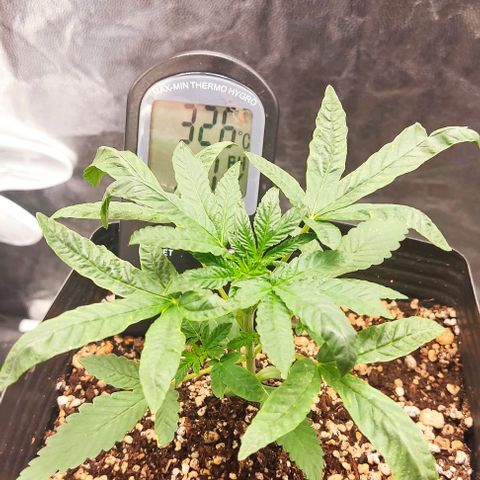 OG Kush growlog timeline photo